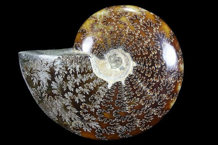 Polished, Agatized Ammonite (Cleoniceras) - Madagascar #72878
